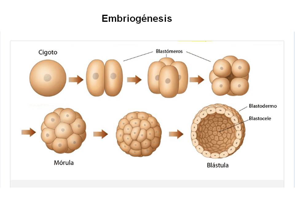 Embriogénesis, cómo a partir del cigoto se origina un complejo proceso hasta llegar a un organismo pluricelular