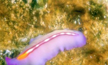 7. El «body plan «