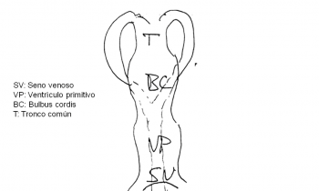 8. La circulación y la comunicación