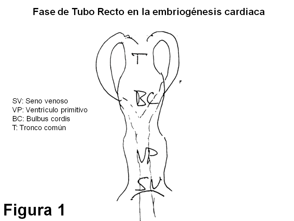 Fase de tubo recto en la embriogénesis cardíaca