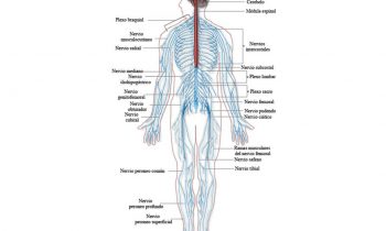 9. El sistema nervioso
