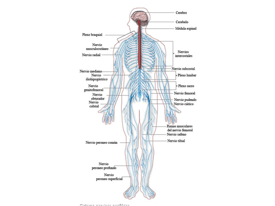 Imagen sistema nervioso