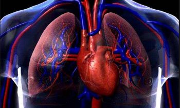 10.El sistema cardiovascular