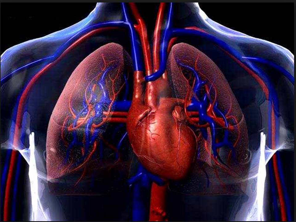 El sistema cardiovascular