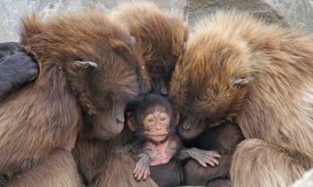 12. La relación y la reproducción