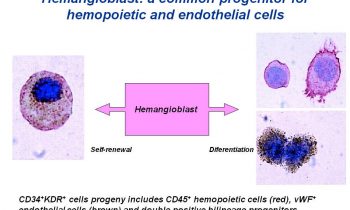 27. Las células madre. The Evolving Plan.