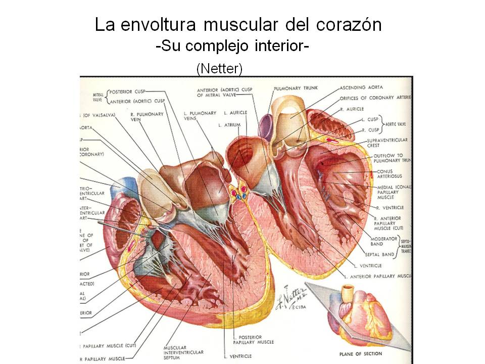 La envoltura muscular del corazón  -Su complejo interior-