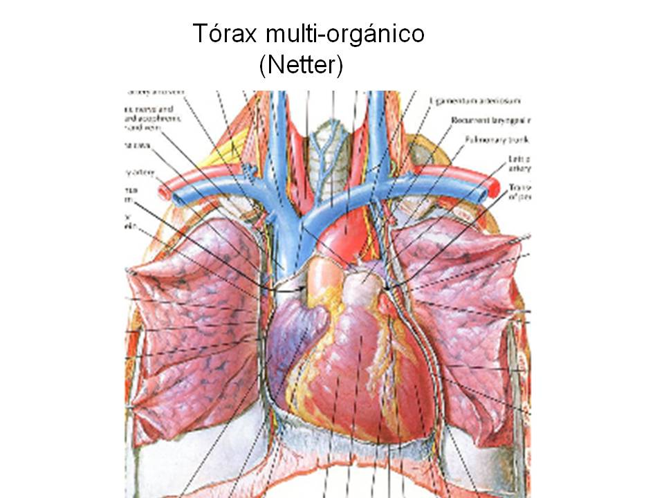 Tórax multi-orgánico  (Netter)