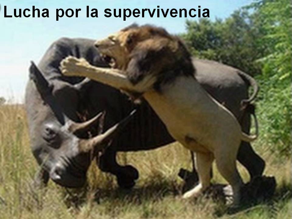 Imagen de rinoceronte y león, lucha por la supervivencia