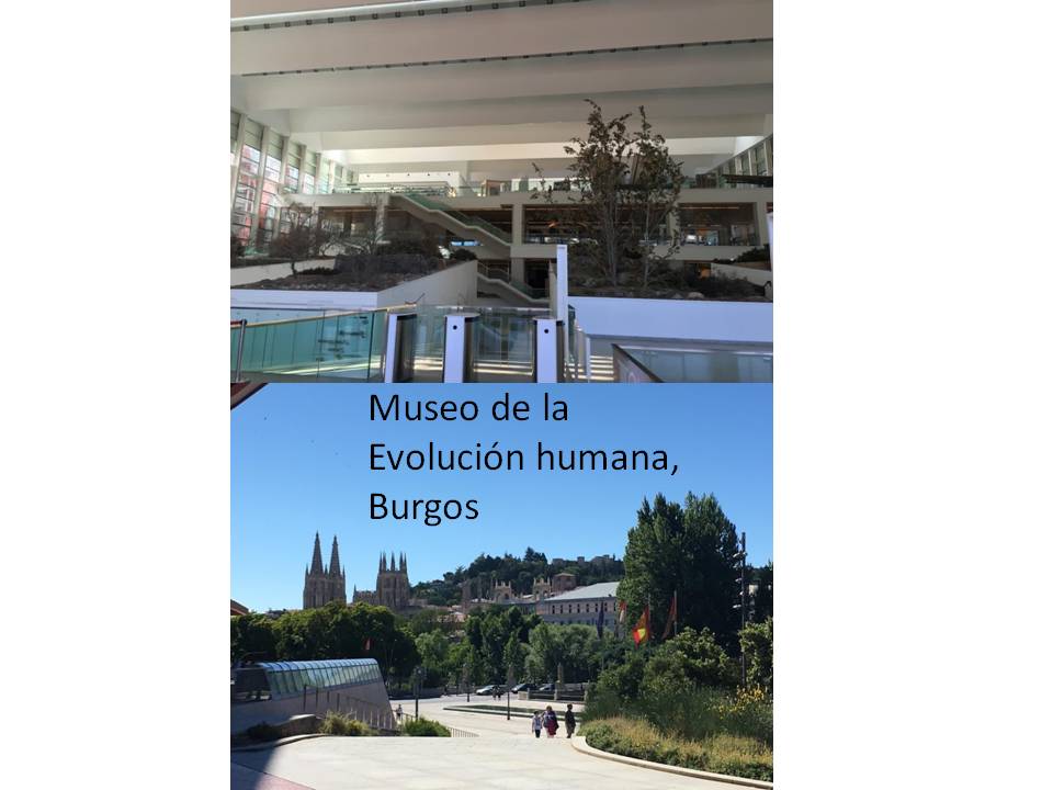 Museo de la evolución humana de Burgos